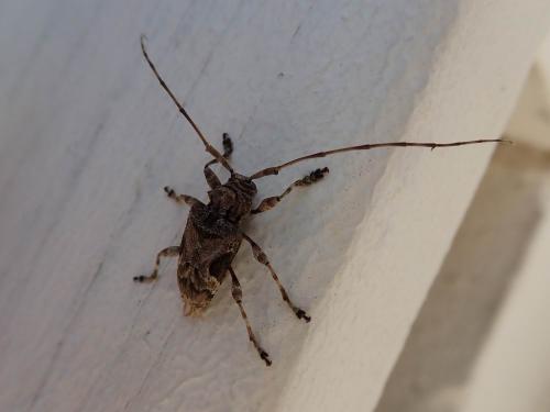 Réf. 244 977 : Lagocheirus araneiformis